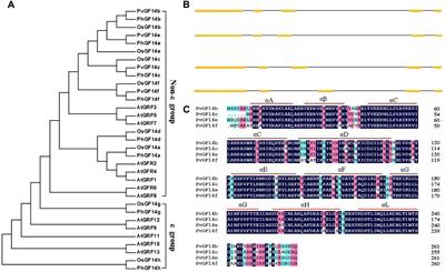 Overexpression of PvGF14c from Phyllostachys violascens Delays Flowering Time in Transgenic Arabidopsis